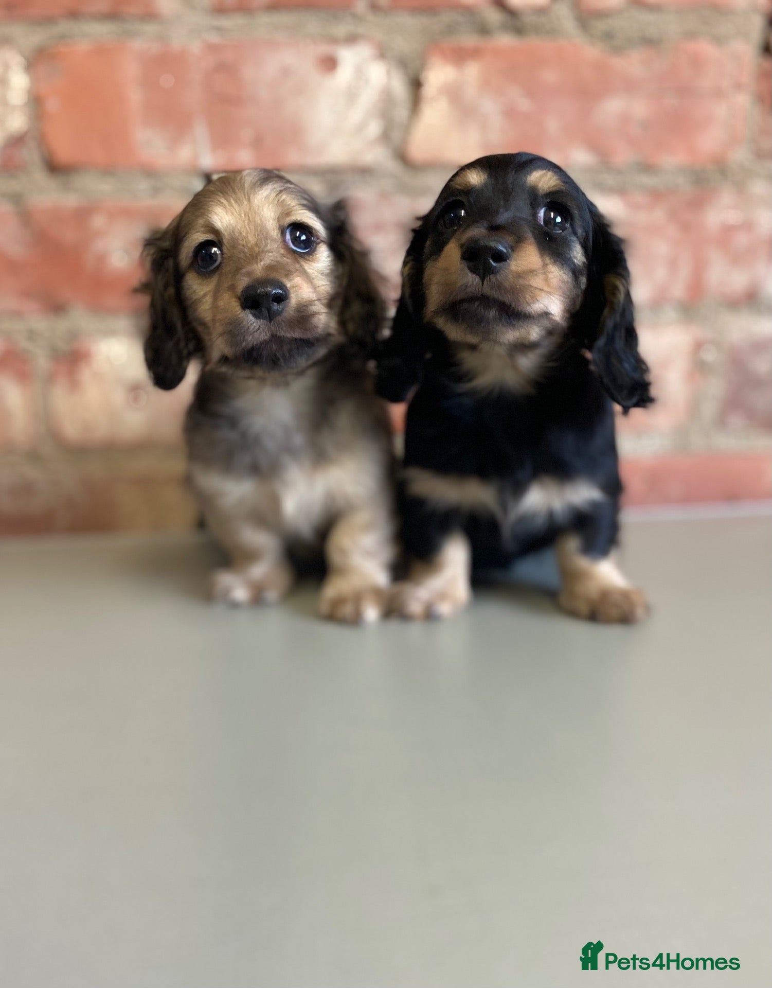 Miniature Dachshund dogs Exceptional KC Registered Miniature Dachshunds  - Advert 1