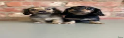 Miniature Dachshund dogs for sale: Exceptional KC Registered Miniature Dachshunds  - Advert 1