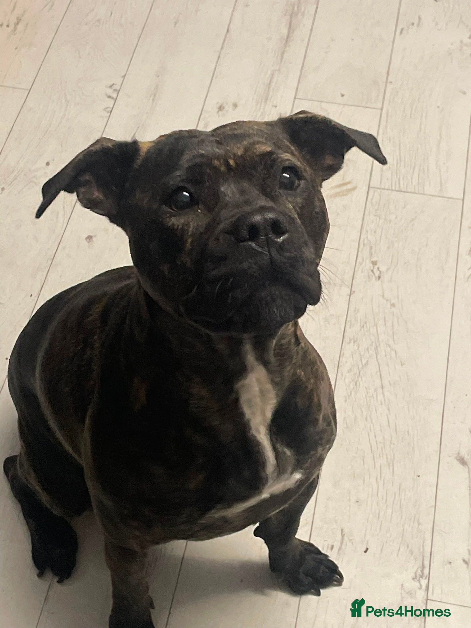 Mixed Breed dogs for sale: StaffXbull mastiff in Swindon - Advert 3