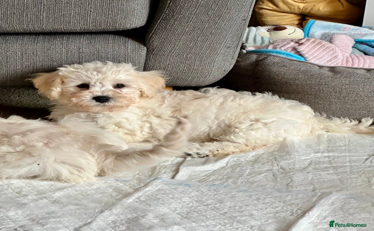 Cavachon dogs - Advert 4