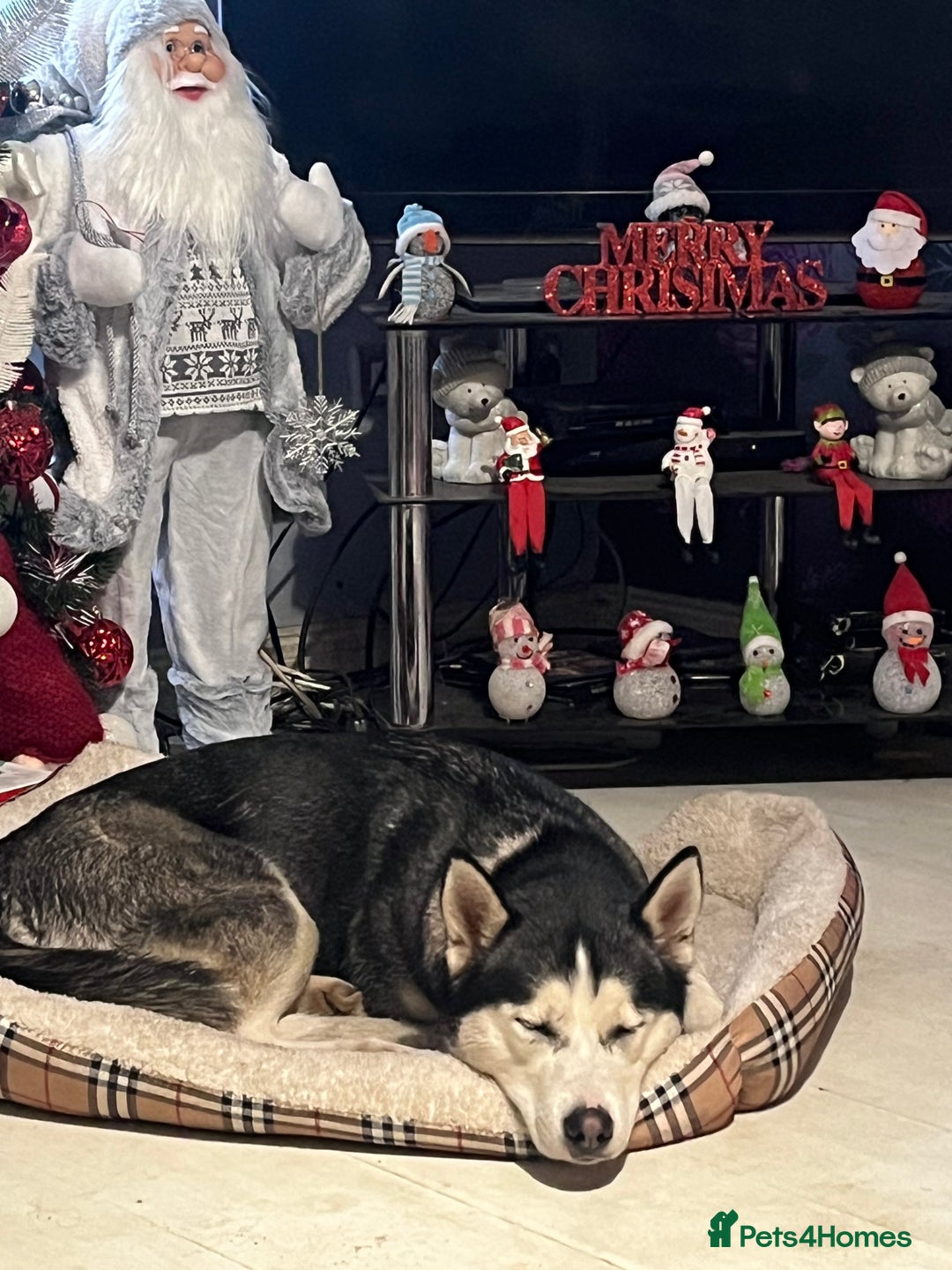 Siberian Husky dogs for sale: Keyara will be 2 on  ** s day - Advert 5