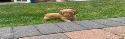 Cockapoo dogs for sale: Cockapoo puppies  - Advert 25