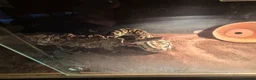 Python Snake reptiles for sale: Fire pastel royal python and viv - Advert 3