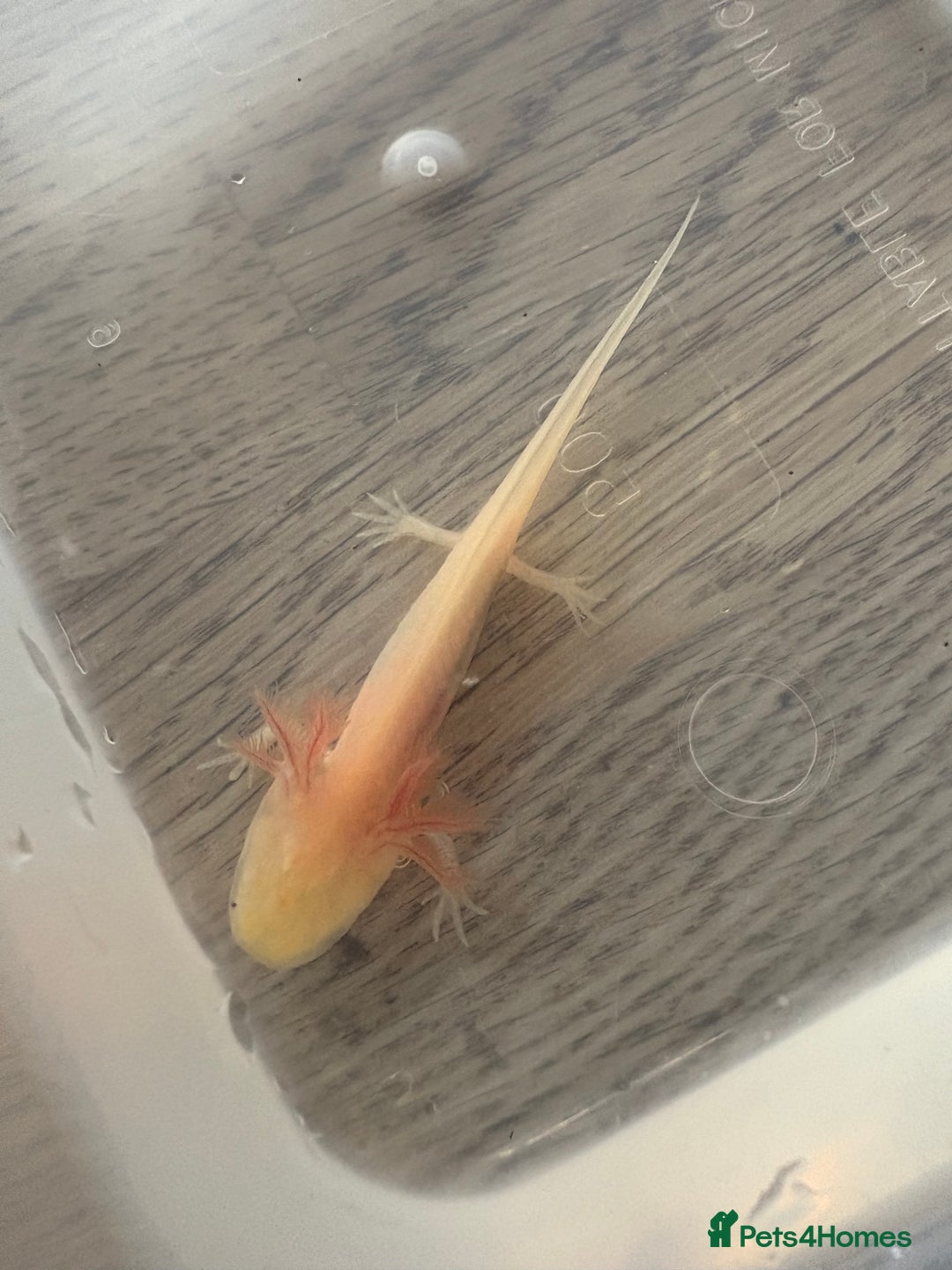 Axolotl reptiles for sale: 3 months old juvenile pink axolotls £22 in Welling - Image 5