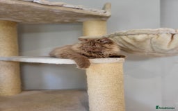 British Longhair cats for sale: Stunning Cinnamon Tica Registered Boy - Image 11