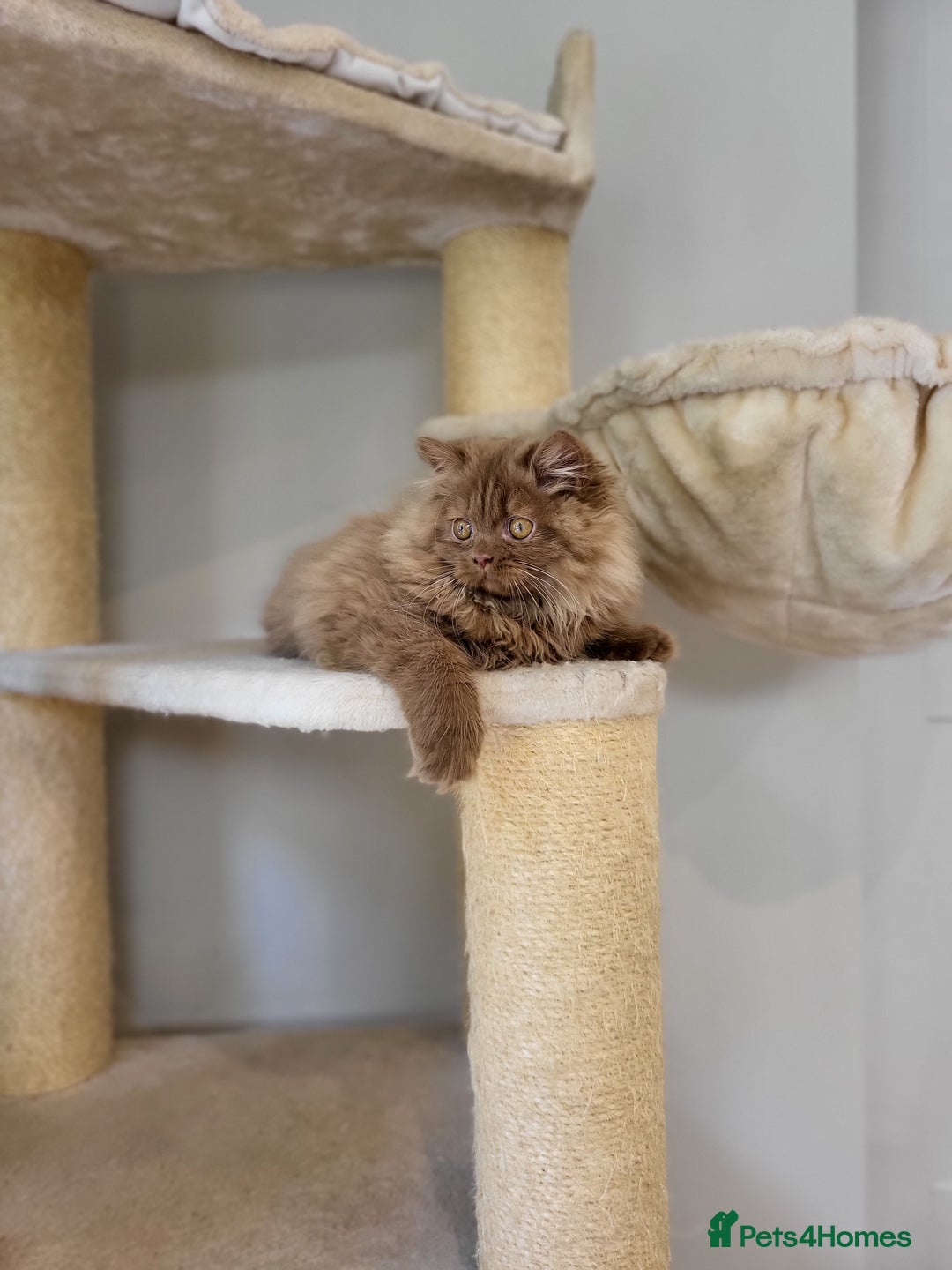 British Longhair cats for sale: Stunning Cinnamon Tica Registered Boy - Image 11