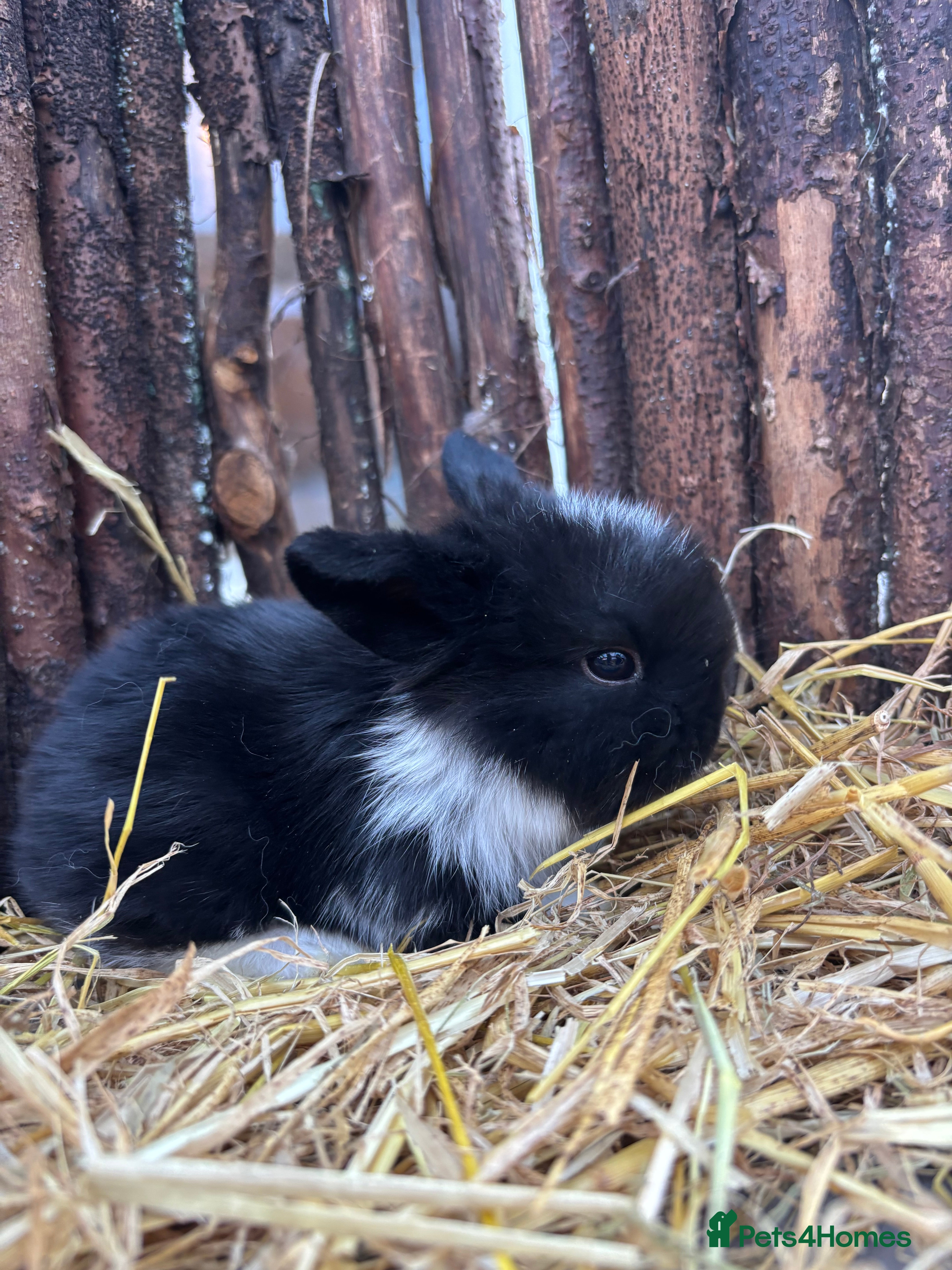 Mini Lop rabbits Mini lops  - Advert 2
