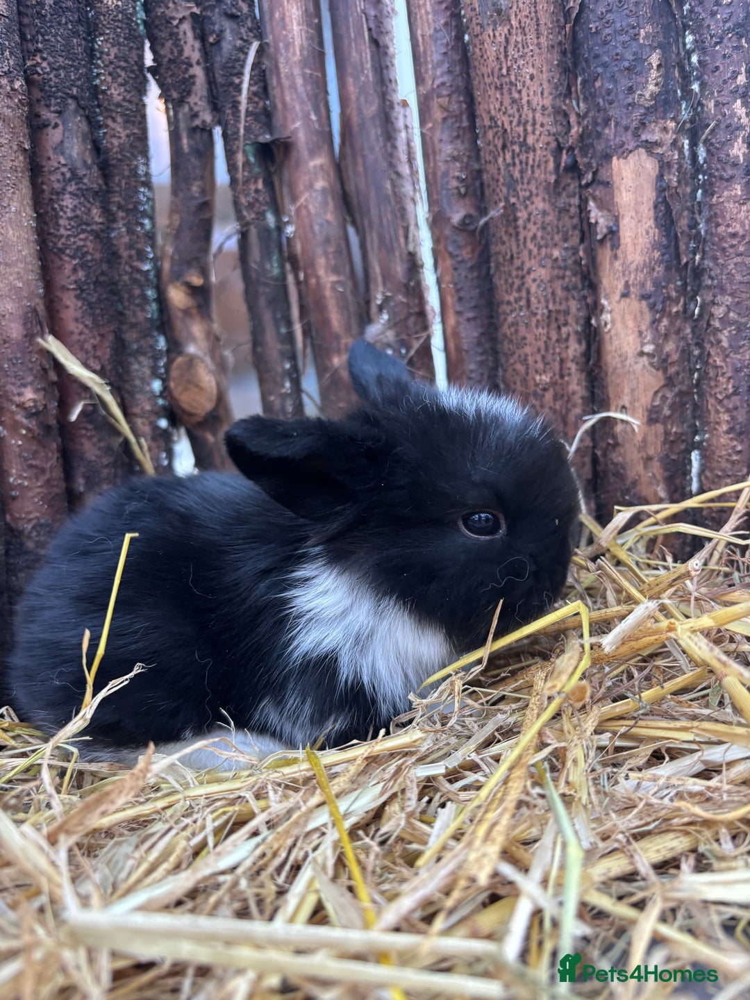 Mini Lop rabbits for sale: Mini lops  - Advert 1