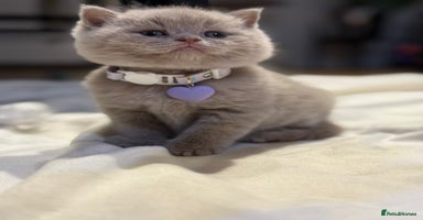 Scottish Fold cats - Advert 2