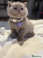 Scottish Fold cats - Advert 7