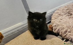 British Shorthair cats for sale: 4 lovely kittens - Image 15
