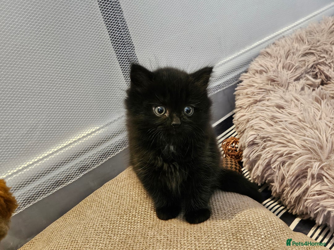 British Shorthair cats for sale: 4 lovely kittens - Image 15