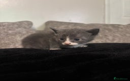 British Shorthair cats for sale: 3/4 British shorthair kittens - Image 5