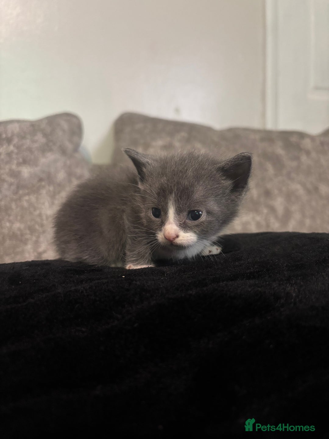 British Shorthair cats for sale: 3/4 British shorthair kittens - Image 5