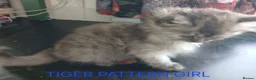 Ragdoll cats for sale: Rare Pattern Ragdoll-Super cudly teddybear kittens - Advert 3
