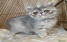 Exotic cats for sale: ❤️Stunning Exotic Shorthair & Longhair Kittens❤️  - Image 26