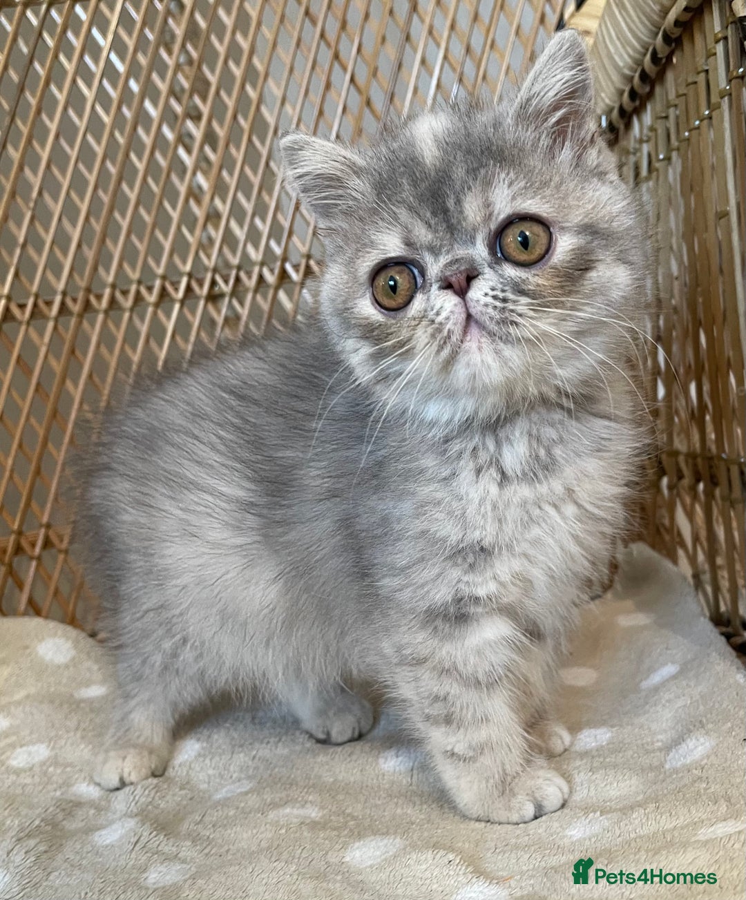Exotic cats for sale: ❤️Stunning Exotic Shorthair & Longhair Kittens❤️  - Image 26