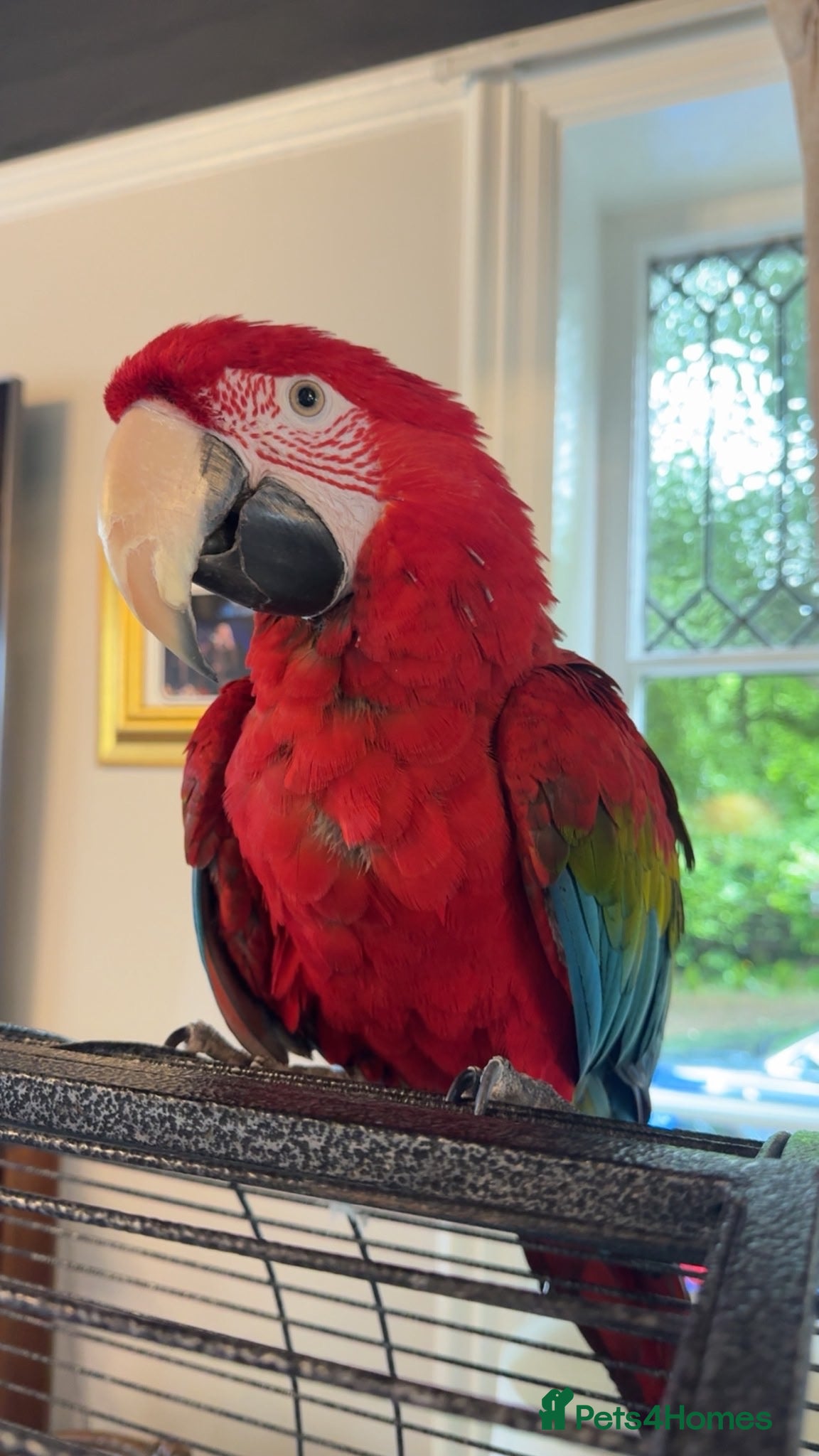 Macaws birds Tame & Talking Greenwing Macaw - Advert 1