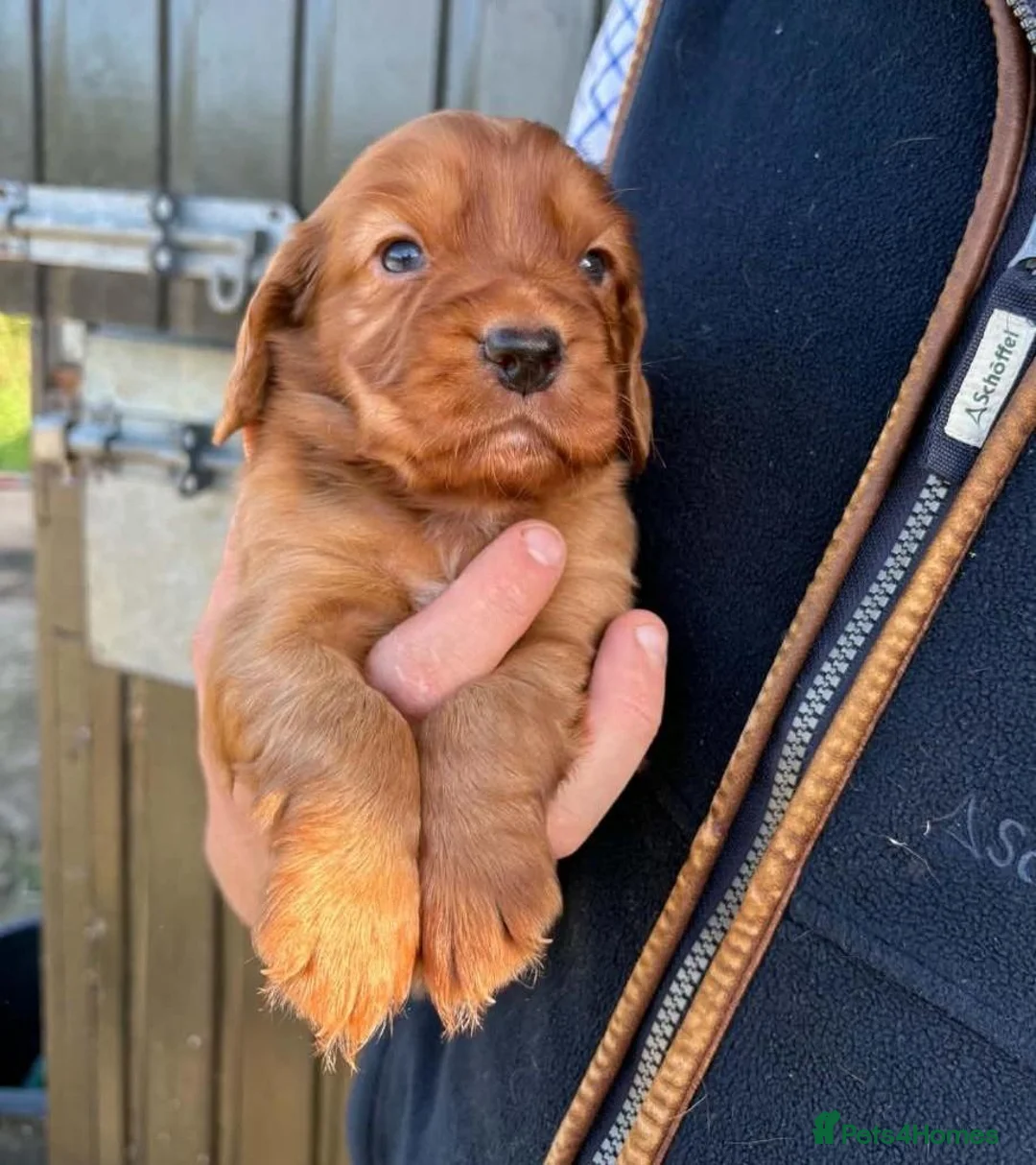 Cocker Spaniel dogs for sale: Fully Health Tested KC Reg Working Cocker Spaniels in Sheffield - Advert 2