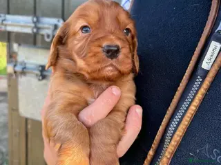 Cocker Spaniel dogs Fully Health Tested KC Reg Working Cocker Spaniels - Advert 5