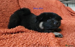 Eurasier dogs for sale: Eurasier Puppies KC Registered in Northampton - Image 33