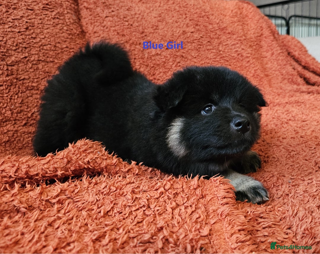 Eurasier dogs for sale: Eurasier Puppies KC Registered in Northampton - Image 33