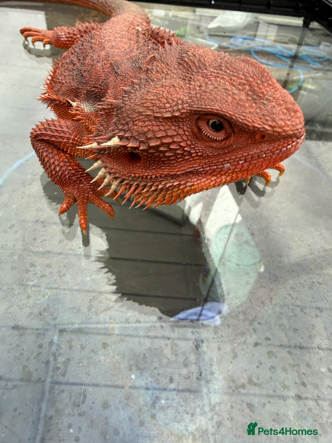 Bearded Dragon reptiles for sale: Bearded Dragons Red Monsters juvenile  - Advert 4