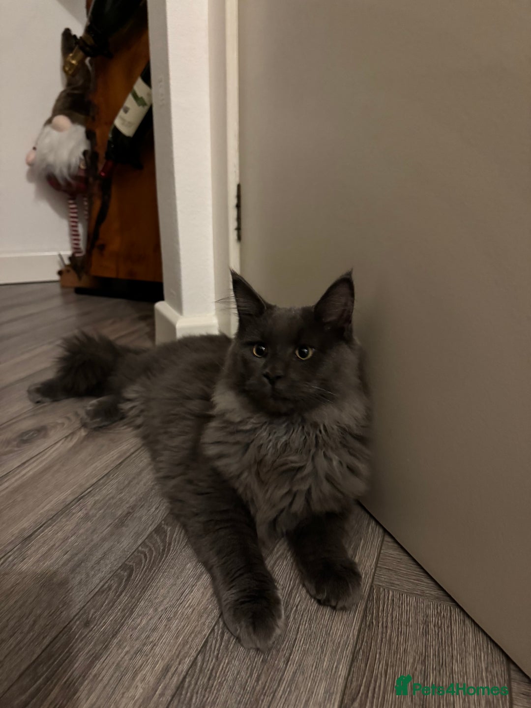 Maine Coon cats for sale: BlueSmoke Male Maine Coon🐾TICA Reg! ACTIVE!!  - Advert 10