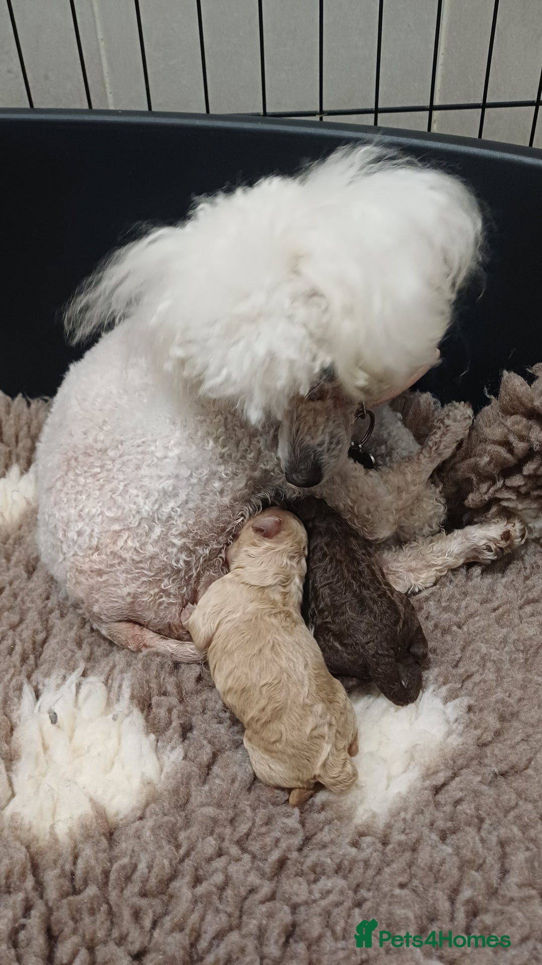 Toy Poodle dogs for sale: Female toy poodles chocolate & apricot  - Advert 3
