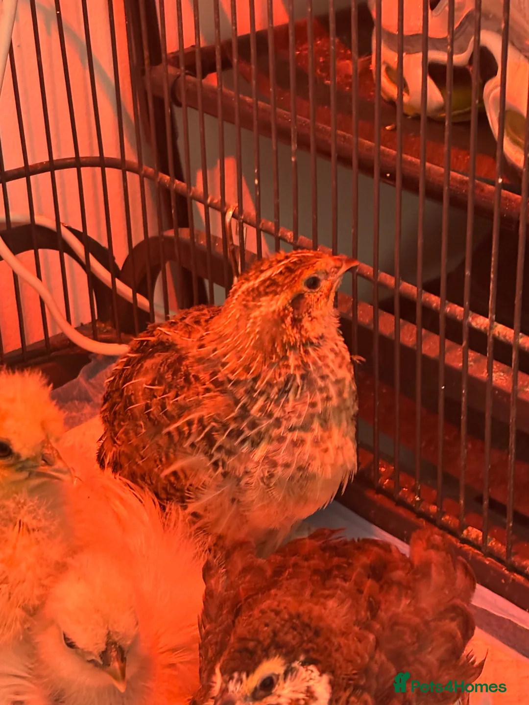 Quail poultry for sale: Male Coturnix Quail  - Advert 2