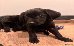 Labrador Retriever dogs for sale: Fabulous Labrador puppies  - Advert 18