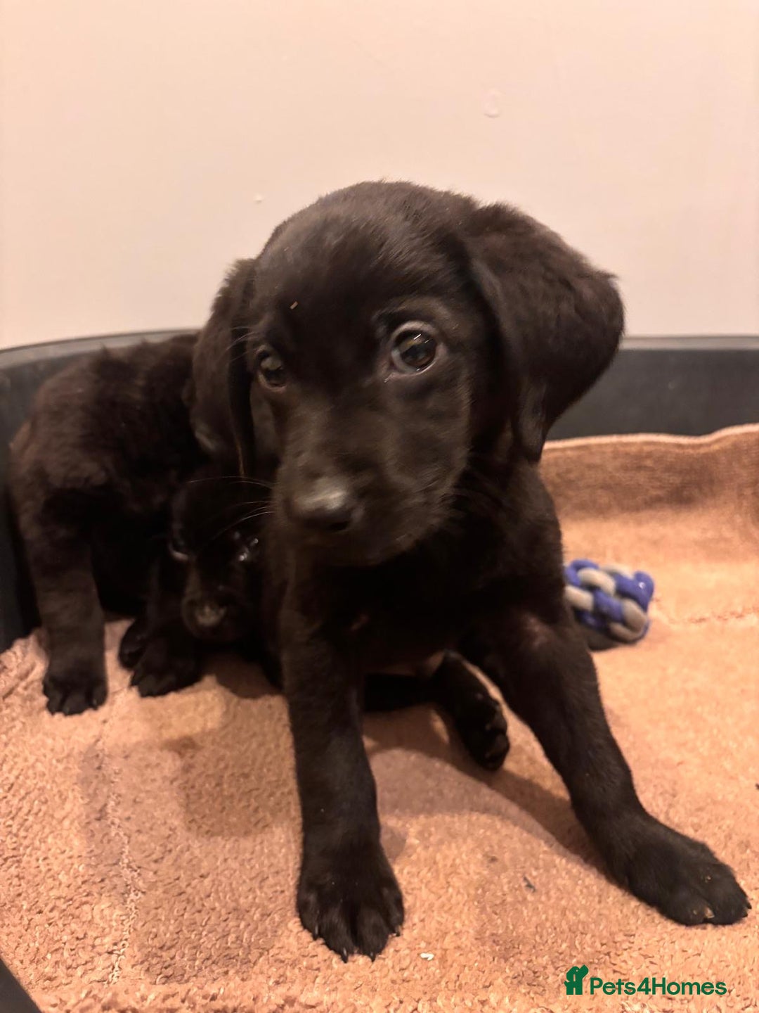 Labrador Retriever dogs for sale: Fabulous Labrador puppies  - Advert 18