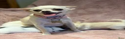 Chihuahua dogs for sale: KC Regd Chihuahua Pups parents fully health tested - Advert 5