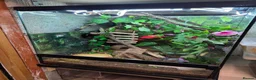 Gecko reptiles for sale: Crested gecko exo terra pro in Burton-on-Trent - Advert 6