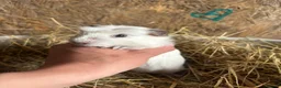 Guinea Pig rodents for sale: Friendly Young Guineapigs  - Advert 11