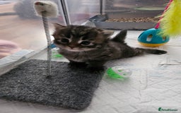 European cats for sale: 4 beautiful kittens looking for the New 🤎 home  - Image 8
