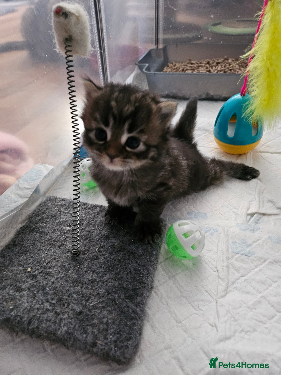 European cats for sale: 4 beautiful kittens looking for the New 🤎 home  - Image 8