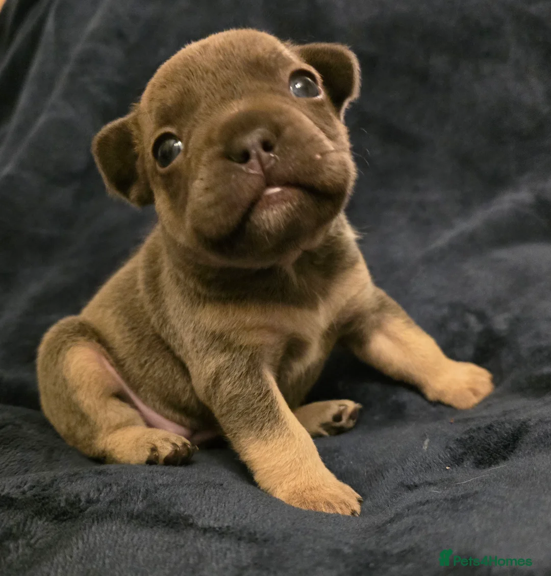 French Bulldog dogs for sale: Chunky Frenchie Puppies  - Advert 18