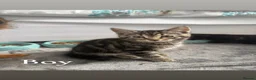 Mixed Breed cats for sale: 3 adorable kittens for sale in Horsham - Advert 2