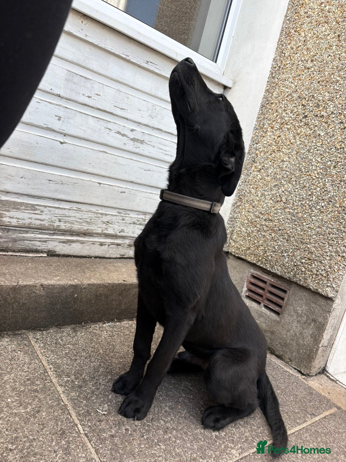Labrador Retriever dogs for sale: Full male/ black Labrador 7months for sale  - Advert 5