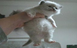 Mixed Breed cats for sale: 🎊RESERVED🎊💖Pure Blue-point mitted Ragdoll ♀️💖 - Image 6