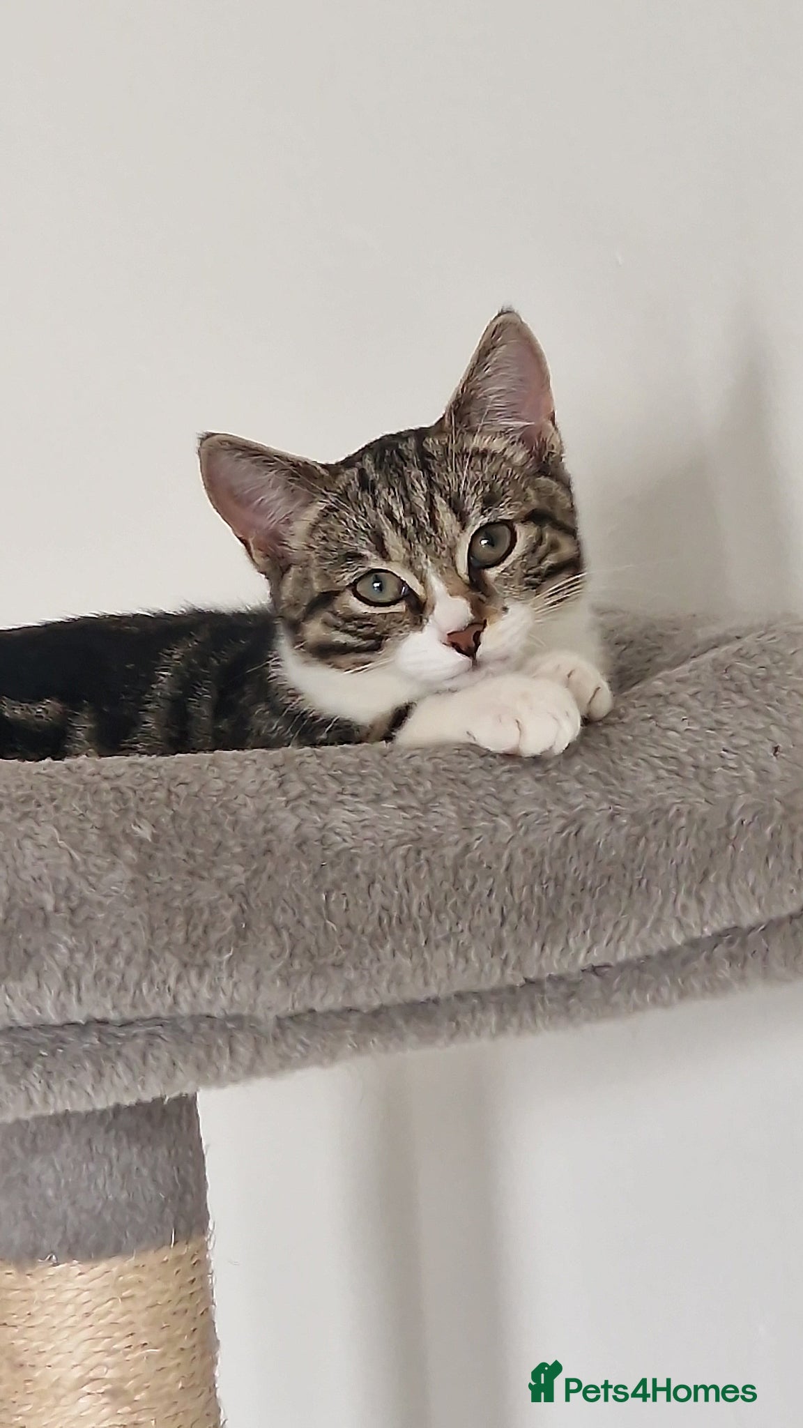 Maine Coon cats Girl Kitten 14 Weeks Old - Advert 2