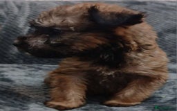 Soft Coated Wheaten Terrier dogs for sale: Beautiful Wheaten Terrier Puppies  - Image 7