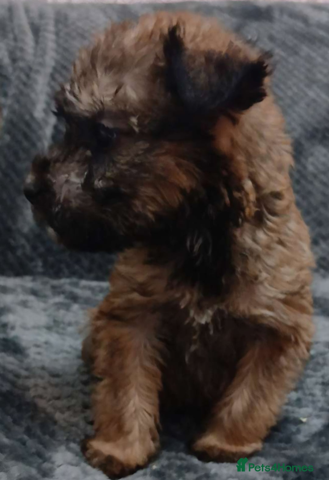 Soft Coated Wheaten Terrier dogs for sale: Beautiful Wheaten Terrier Puppies  - Image 7