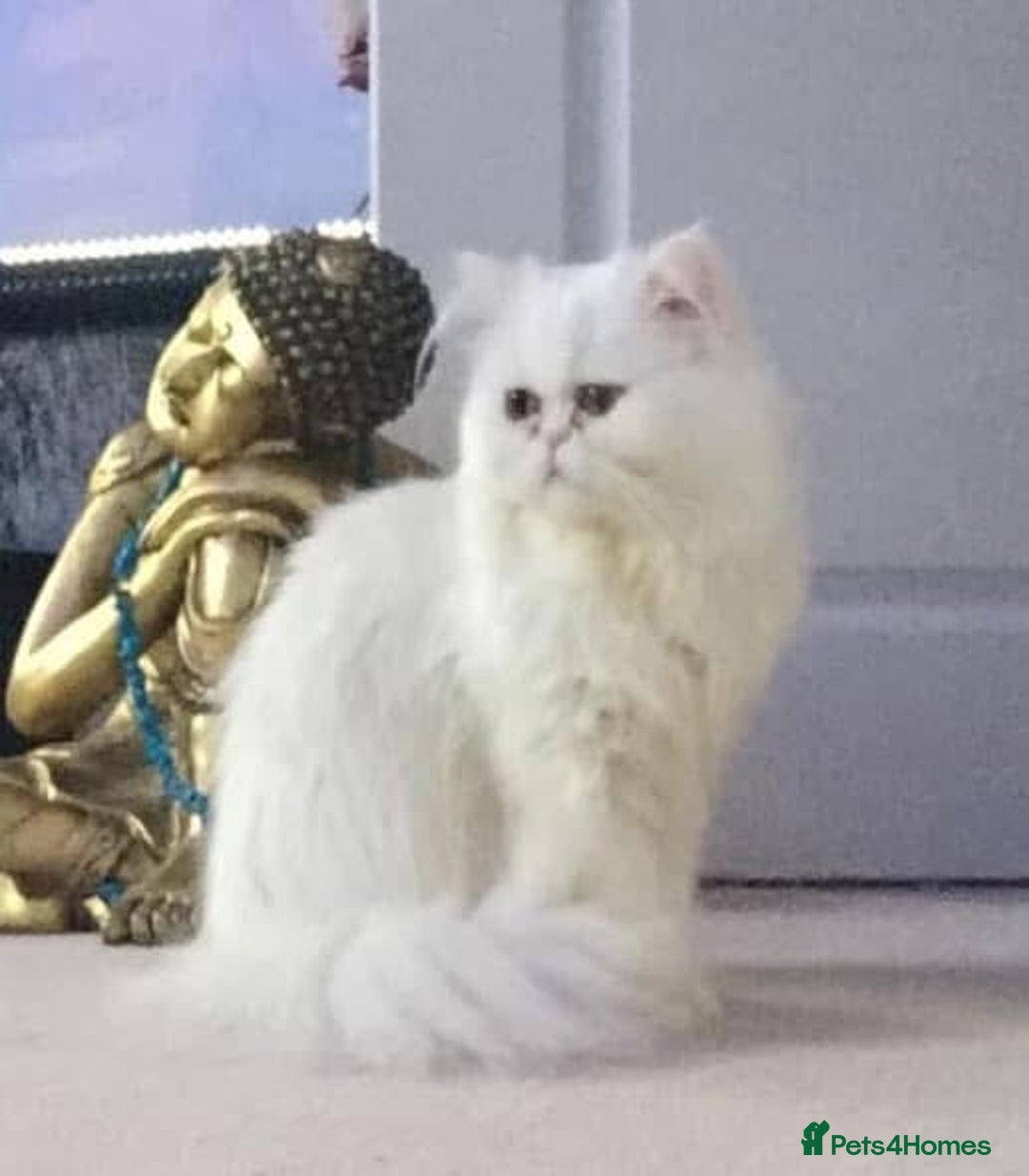 Persian cats for sale: ♥️🍃 ꨁ EXOTIC PERSIAN DOLL FACE KITTENS FOR SALE - Advert 10