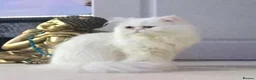 Persian cats for sale: ♥️🍃 ꨁ EXOTIC PERSIAN DOLL FACE KITTENS FOR SALE - Advert 10