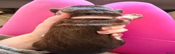 Miniature Schnauzer dogs for sale: Toy Asian Schnauzers & Mini Asian Schnauzers  - Advert 7
