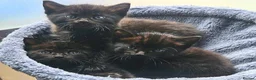 Mixed Breed cats for sale: Black fluffy kittens - Advert 1