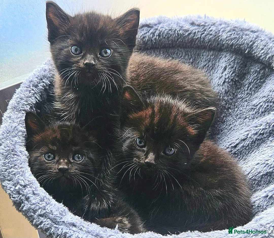 Mixed Breed cats for sale: Black fluffy kittens - Advert 1