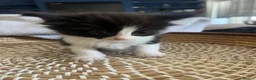 Ragdoll cats for sale: Beautiful Maine Coon × Ragdoll Kittens  - Advert 3